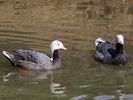 Emperor Goose (WWT Slimbridge May 2013) - pic by Nigel Key